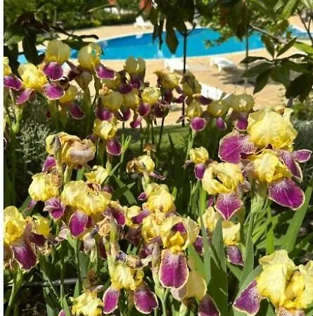 Sea Paradise 2-room Seafront In Sveti Vlas Appartement