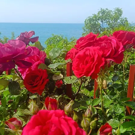 Sea Paradise 2-room Seafront In Sveti Vlas *